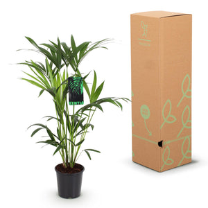 Houseplant - Howea Forsteriana - Kentia Palm - Low Maintenance - Green - 1 Plant - with Potter Grey - Pot 19cm - Height 80-85cm