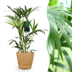 Houseplant - Howea Forsteriana - Kentia Palm - Low Maintenance - Green - 1 Plant - with Basket - Pot 19cm - Height 80-85cm