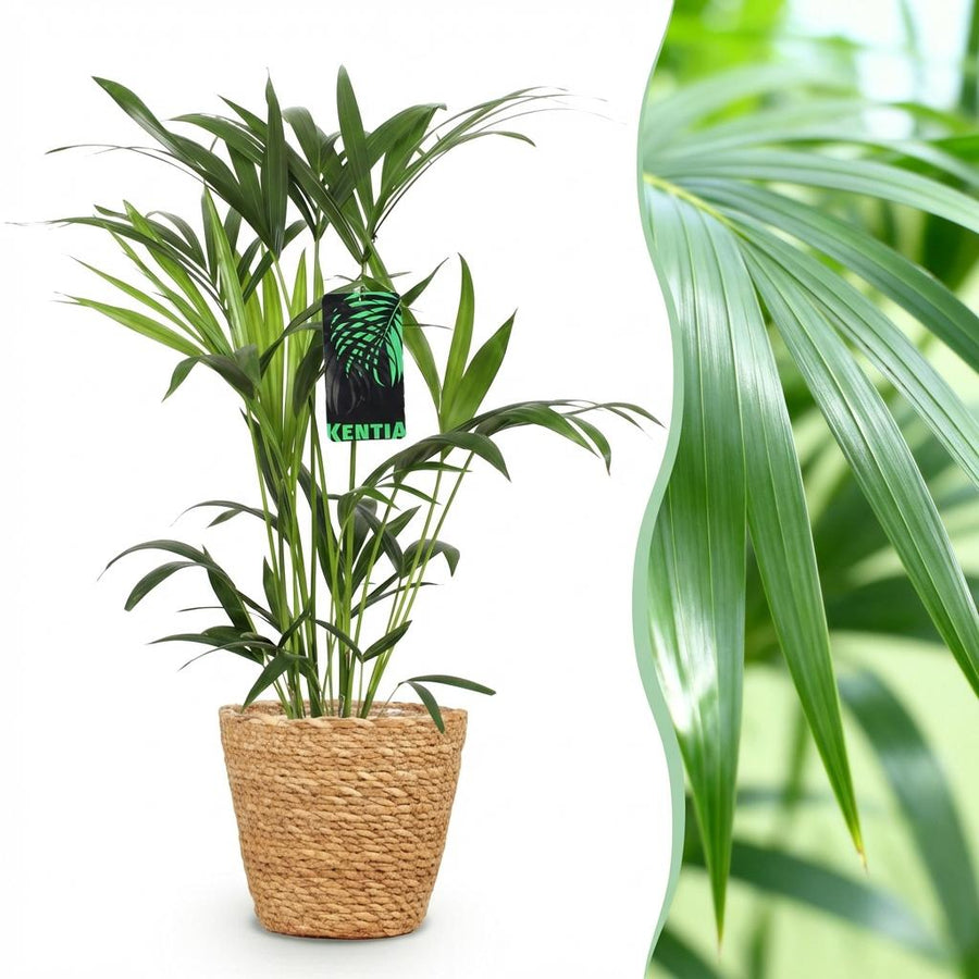 Houseplant - Howea Forsteriana - Kentia Palm - Low Maintenance - Green - 1 Plant - with Basket - Pot 19cm - Height 80-85cm