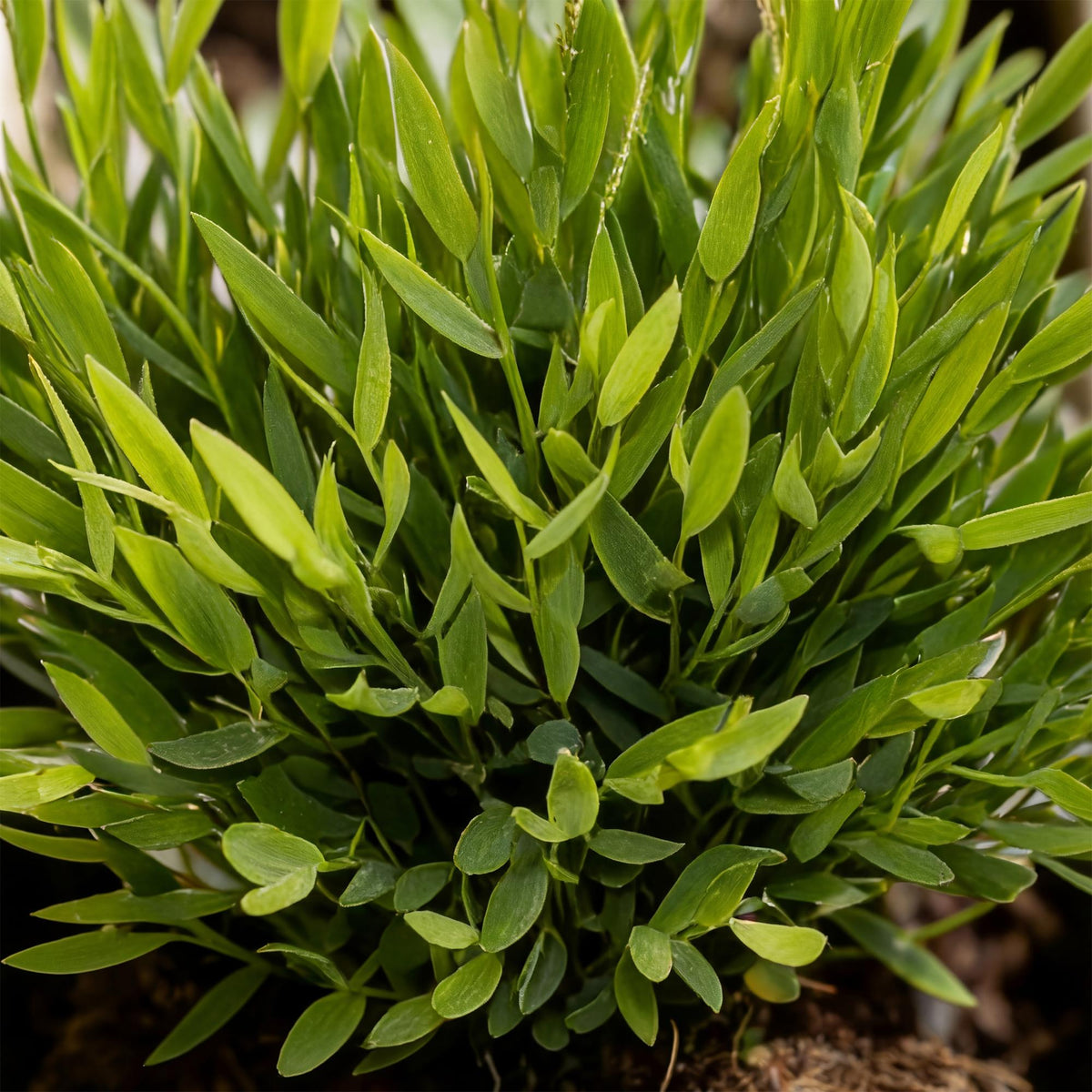 Houseplant - Bamusa Pogonatherum Monica - Bamboo Grass - Pet-Friendly Plant - Green - 4 Plants - with Basket - Pot 12cm - Height 20cm