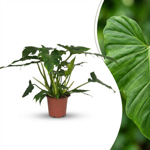 Indoor Plant - Philodendron - Philodendron Lacerum - Green - Low Maintenance - 1 Plant - Pot 19cm - Height 65cm