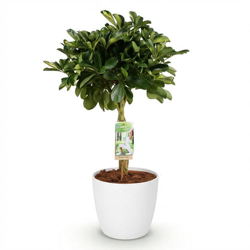 House Plants - Schefflera Gold Capelle - Finger Tree - Low Maintenance - Green - Gold - 1 Plant - with Potter White - Pot 21cm - Height 70-81cm