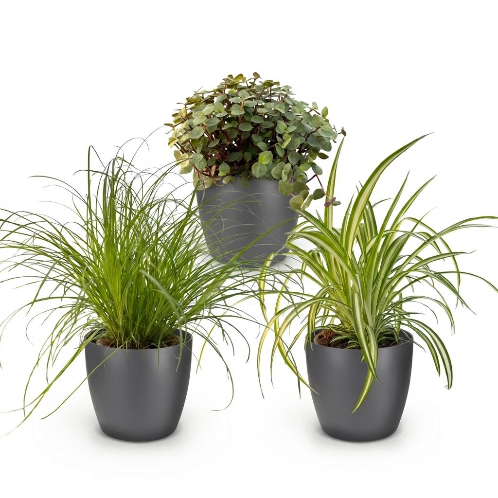 Houseplant - Cyperus - Calissia - Chlorophytum - Mix of 3 - Pet-Friendly Plants - Green - 3 Plants - with Potter Grey - Pot 12cm - Height 20cm