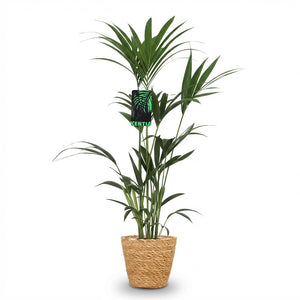 Houseplant - Howea Forsteriana - Kentia Palm - Low Maintenance - Green - 1 Plant - with Basket - Pot 21cm - Height 120-130cm