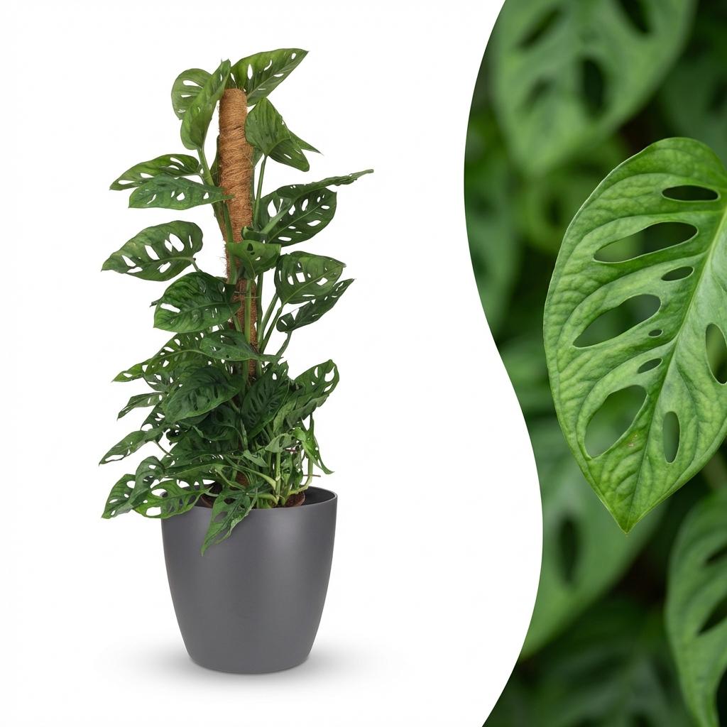 Houseplant - Monkey Mask - Monstera Adansonii Moss Pole - Green - Low maintenance - 1 Plant - with Grey Potter - Pot 19cm - Height 90cm