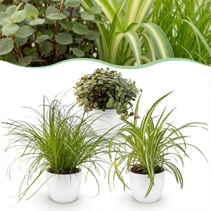 Houseplant - Cyperus - Calissia - Chlorophytum - Mix of 3 - Pet-Friendly Plants - Green - 3 Plants - with Potter White - Pot 12cm - Height 20cm