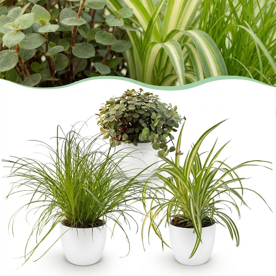 Houseplant - Cyperus - Calissia - Chlorophytum - Mix of 3 - Pet-Friendly Plants - Green - 3 Plants - with Potter White - Pot 12cm - Height 20cm