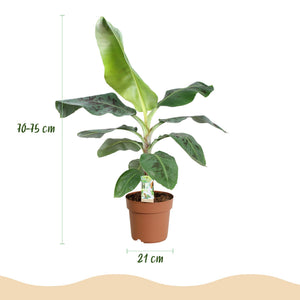Houseplants - Musa acuminata Dwarf Cavendish - Banana Plant - Low Maintenance - Green - 1 Plant - with Potter White - Pot 21cm - Height 70-75cm