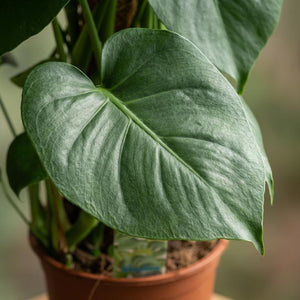 Houseplant - Swiss Cheese Plant - Monstera Deliciosa Moss Pole - Green - Low Maintenance - 1 Plant - Pot 19cm - Height 90cm