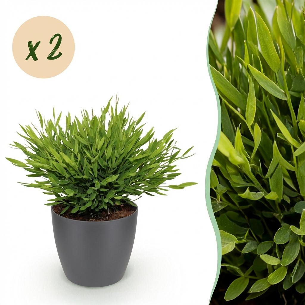 Houseplant - Bamusa Pogonatherum Monica - Bamboo Grass - Pet-Friendly Plant - Green - 2 Plants - with Potter Grey - Pot 12cm - Height 20cm