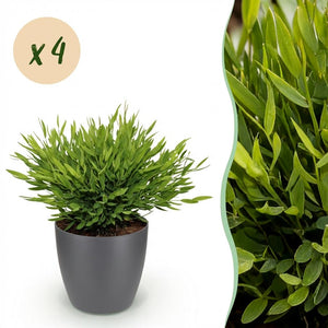 Houseplant - Bamusa Pogonatherum Monica - Bamboo Grass - Pet-Friendly Plant - Green - 4 Plants - with Potter Grey - Pot 12cm - Height 20cm