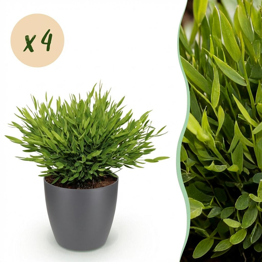 Houseplant - Bamusa Pogonatherum Monica - Bamboo Grass - Pet-Friendly Plant - Green - 4 Plants - with Potter Grey - Pot 12cm - Height 20cm