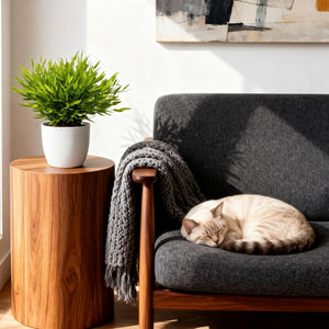 Houseplant - Bamusa Pogonatherum Monica - Bamboo Grass - Pet-Friendly Plant - Green - 2 Plants - with Potter White - Pot 12cm - Height 20cm
