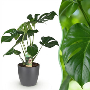 Houseplants - Monstera Deliciosa - Swiss Cheese Plant - Low Maintenance - Green - 1 Plant - with Potter Grey - Pot 21cm - Height 70-80cm