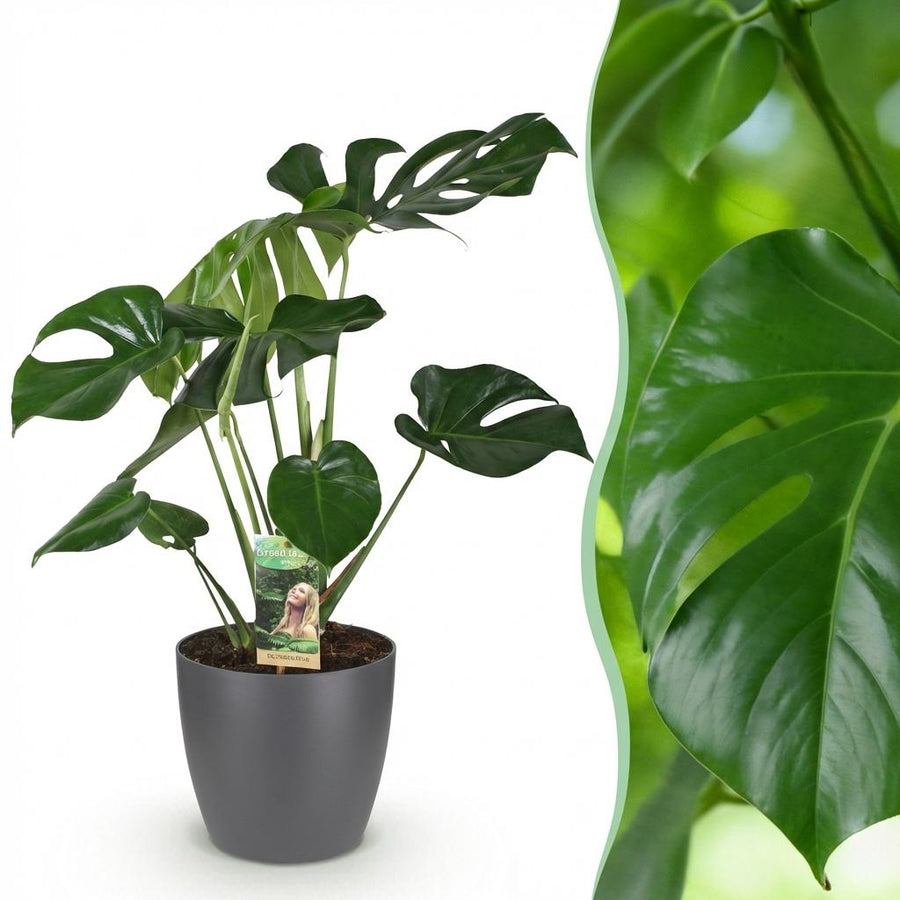 Houseplants - Monstera Deliciosa - Swiss Cheese Plant - Low Maintenance - Green - 1 Plant - with Potter Grey - Pot 21cm - Height 70-80cm