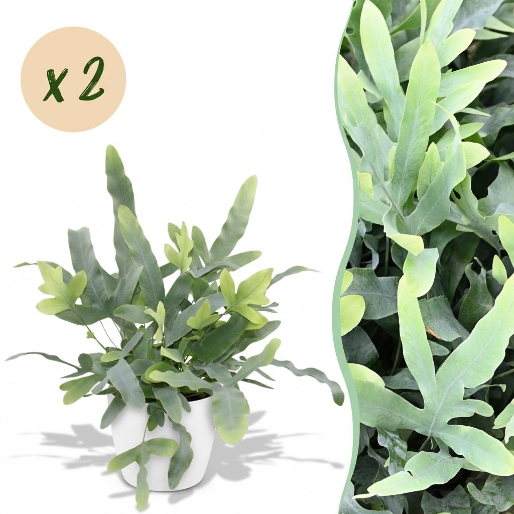 Houseplant - Phlebodium aureum Blue Star - Blue Fern - Pet-Friendly Plant - Blue - 2 Plants - with Potter White - Pot 12cm - Height 25cm
