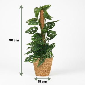 Indoor Plant - Monkey Mask - Monstera Adansonii Moss Pole - Green - Low Maintenance - 1 Plant - with Basket - Pot 19cm - Height 90cm