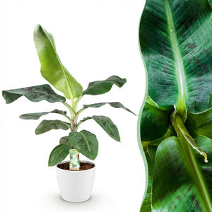 Houseplants - Musa acuminata Dwarf Cavendish - Banana Plant - Low Maintenance - Green - 1 Plant - with Potter White - Pot 21cm - Height 70-75cm