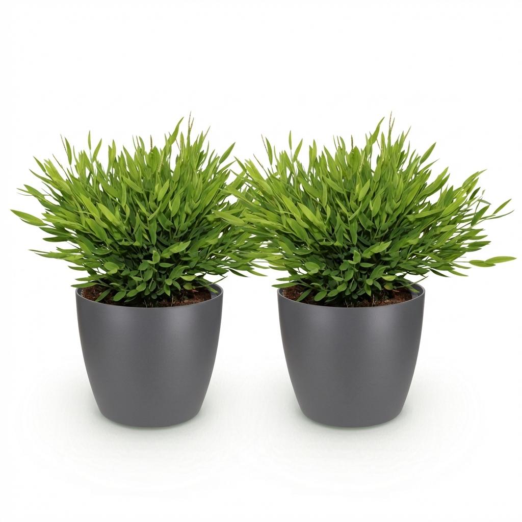 Houseplant - Bamusa Pogonatherum Monica - Bamboo Grass - Pet-Friendly Plant - Green - 2 Plants - with Potter Grey - Pot 12cm - Height 20cm