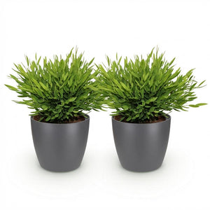 Houseplant - Bamusa Pogonatherum Monica - Bamboo Grass - Pet-Friendly Plant - Green - 2 Plants - with Potter Grey - Pot 12cm - Height 20cm