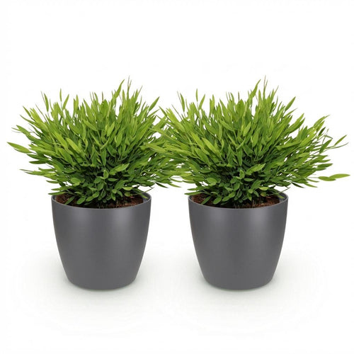 Houseplant - Bamusa Pogonatherum Monica - Bamboo Grass - Pet-Friendly Plant - Green - 2 Plants - with Potter Grey - Pot 12cm - Height 20cm
