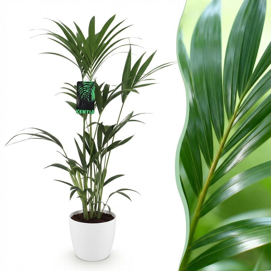 Houseplant - Howea Forsteriana - Kentia Palm - Low Maintenance - Green - 1 Plant - with Potter White - Pot 21cm - Height 120-130cm
