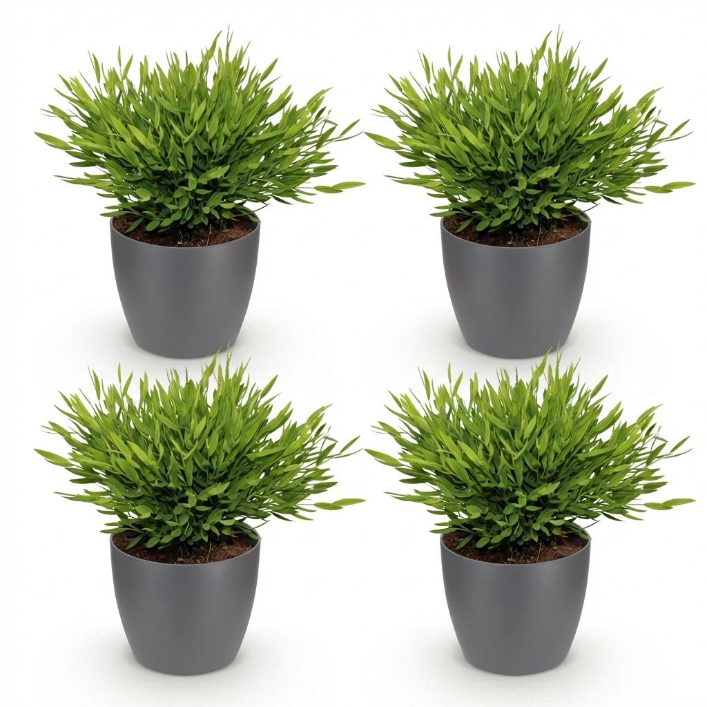Houseplant - Bamusa Pogonatherum Monica - Bamboo Grass - Pet-Friendly Plant - Green - 4 Plants - with Potter Grey - Pot 12cm - Height 20cm