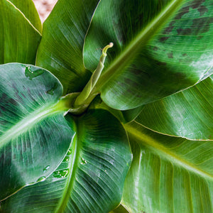 Houseplants - Musa acuminata Dwarf Cavendish - Banana Plant - Low Maintenance - Green - 1 Plant - with Potter White - Pot 21cm - Height 70-75cm
