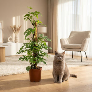Indoor Plant - Mini Swiss Cheese Plant - Monstera Minima Moss Pole - Green - Low Maintenance - 1 Plant - Pot 19cm - Height 90cm