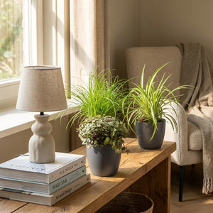 Houseplant - Cyperus - Calissia - Chlorophytum - Mix of 3 - Pet-Friendly Plants - Green - 3 Plants - with Potter Grey - Pot 12cm - Height 20cm
