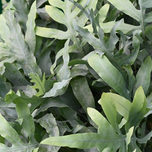Houseplant - Phlebodium aureum Blue Star - Blue Fern - Pet-Friendly Plant - Blue - 1 Plant - with Potter White - Pot 12cm - Height 25cm