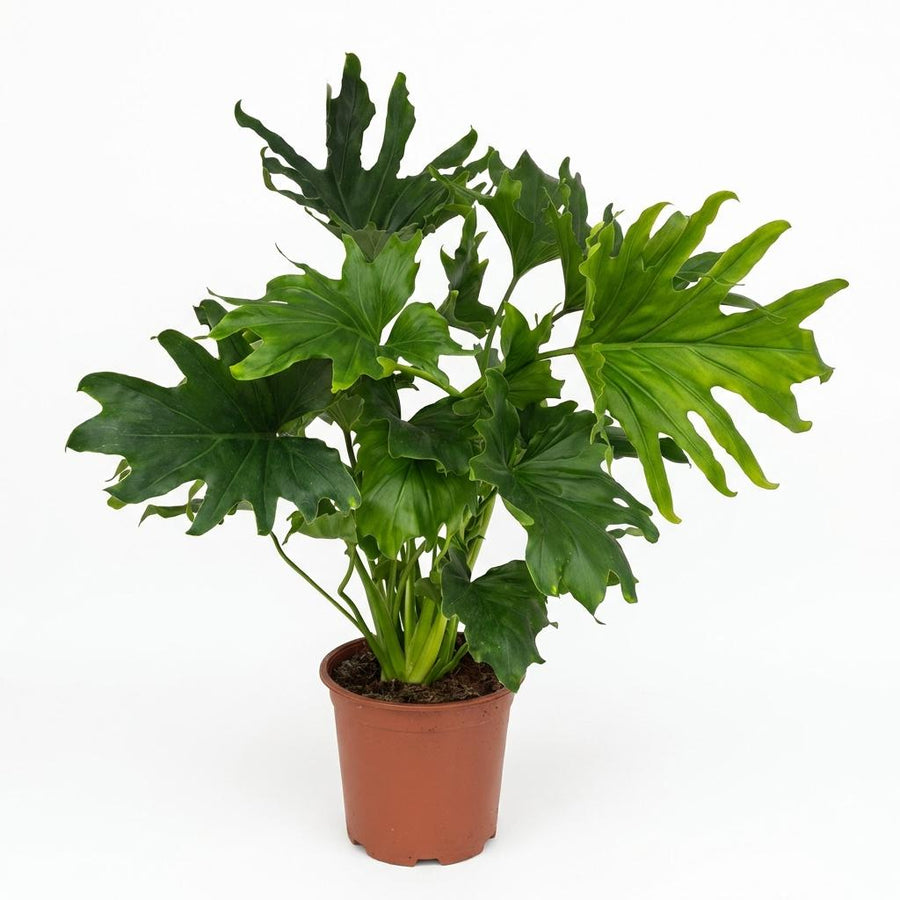 Indoor Plant - Philodendron - Philodendron Lickety Split - Green - Low Maintenance - 1 Plant - Pot 19cm - Height 70cm