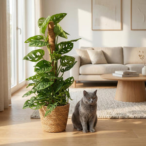 Indoor Plant - Monkey Mask - Monstera Adansonii Moss Pole - Green - Low Maintenance - 1 Plant - with Basket - Pot 19cm - Height 90cm