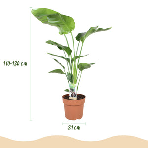 Houseplants - Strelitzia Nicolai - Bird of Paradise - Low maintenance - Green - 1 Plant - with Potter White - Pot 21cm - Height 110-120cm