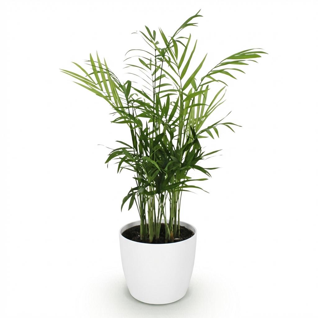 Houseplant - Chamaedorea elegans - Gold Palm - Pet-Friendly Plant - Green - 1 Plant - with Potter White - Pot 12cm - Height 15cm