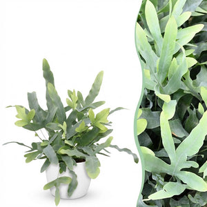 Houseplant - Phlebodium aureum Blue Star - Blue Fern - Pet-Friendly Plant - Blue - 1 Plant - with Potter White - Pot 12cm - Height 25cm