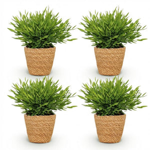 Houseplant - Bamusa Pogonatherum Monica - Bamboo Grass - Pet-Friendly Plant - Green - 4 Plants - with Basket - Pot 12cm - Height 20cm