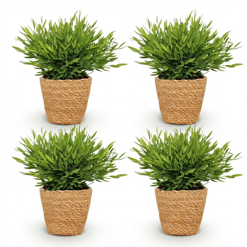 Houseplant - Bamusa Pogonatherum Monica - Bamboo Grass - Pet-Friendly Plant - Green - 4 Plants - with Basket - Pot 12cm - Height 20cm