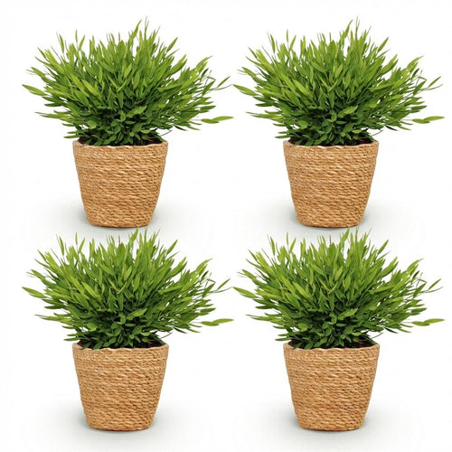 Houseplant - Bamusa Pogonatherum Monica - Bamboo Grass - Pet-Friendly Plant - Green - 4 Plants - with Basket - Pot 12cm - Height 20cm