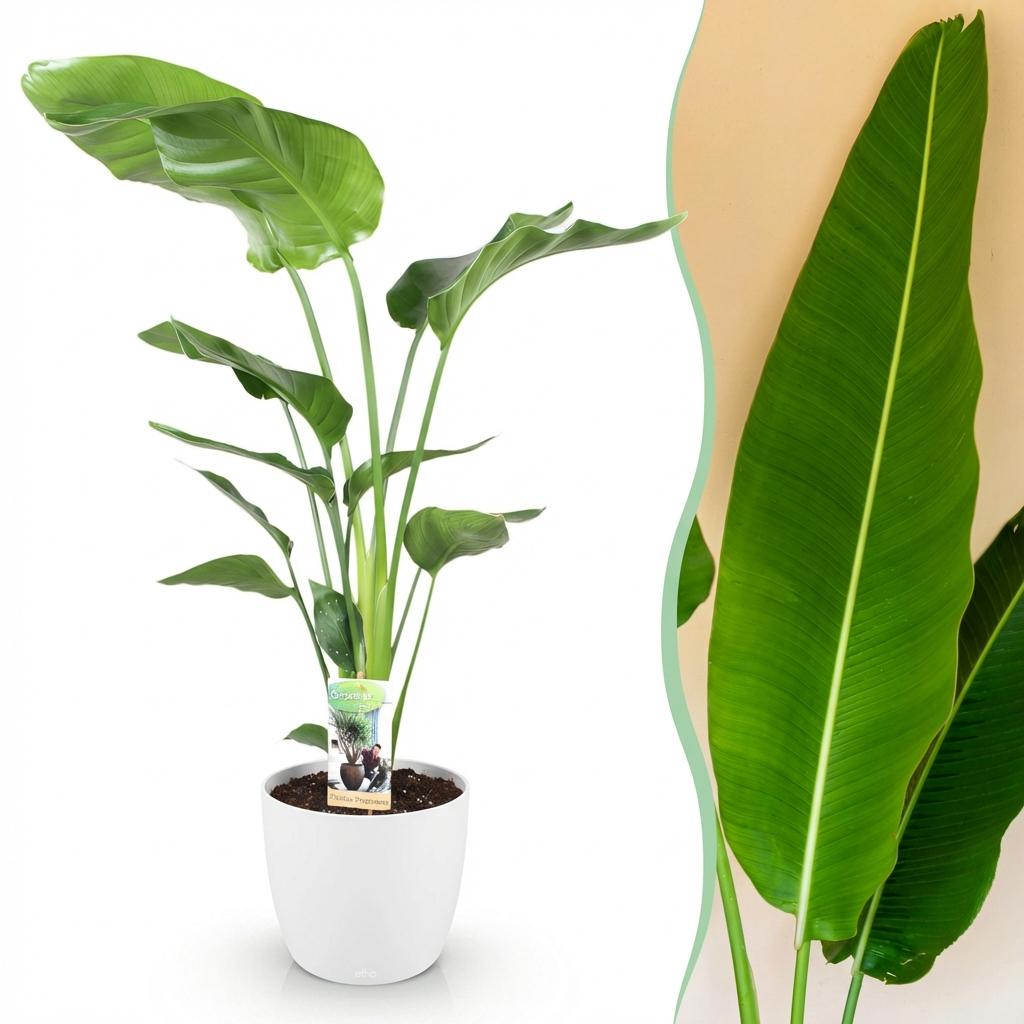 Houseplants - Strelitzia Nicolai - Bird of Paradise - Low maintenance - Green - 1 Plant - with Potter White - Pot 21cm - Height 110-120cm