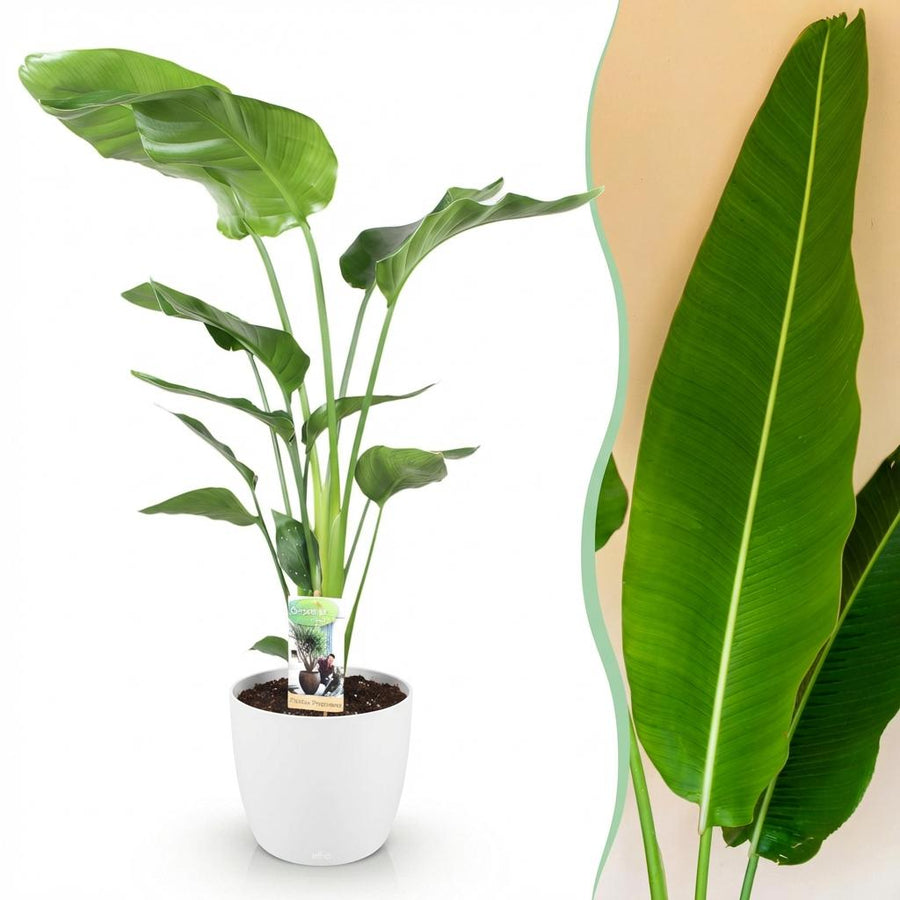 Houseplants - Strelitzia Nicolai - Bird of Paradise - Low maintenance - Green - 1 Plant - with Potter White - Pot 21cm - Height 110-120cm