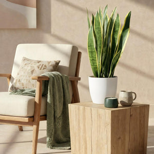 Houseplants - Sansevieria Laurentii - Snake Plant - Low maintenance - Green - yellow - 1 Plant - with Potter White - Pot 21cm - Height 70-80cm