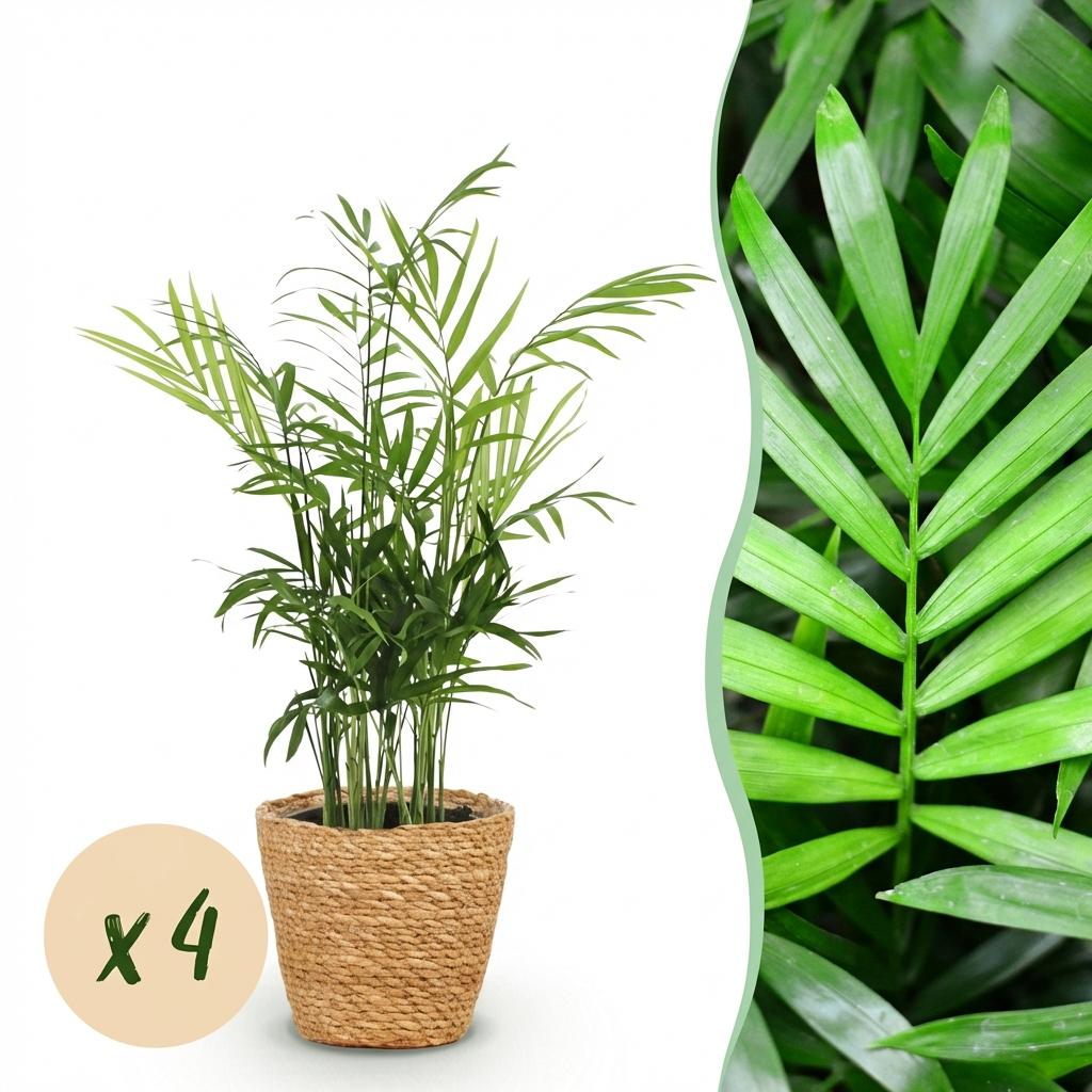 Houseplant - Chamaedorea elegans - Gold Palm - Pet-Friendly Plant - Green - 4 Plants - with Basket - Pot 12cm - Height 15cm