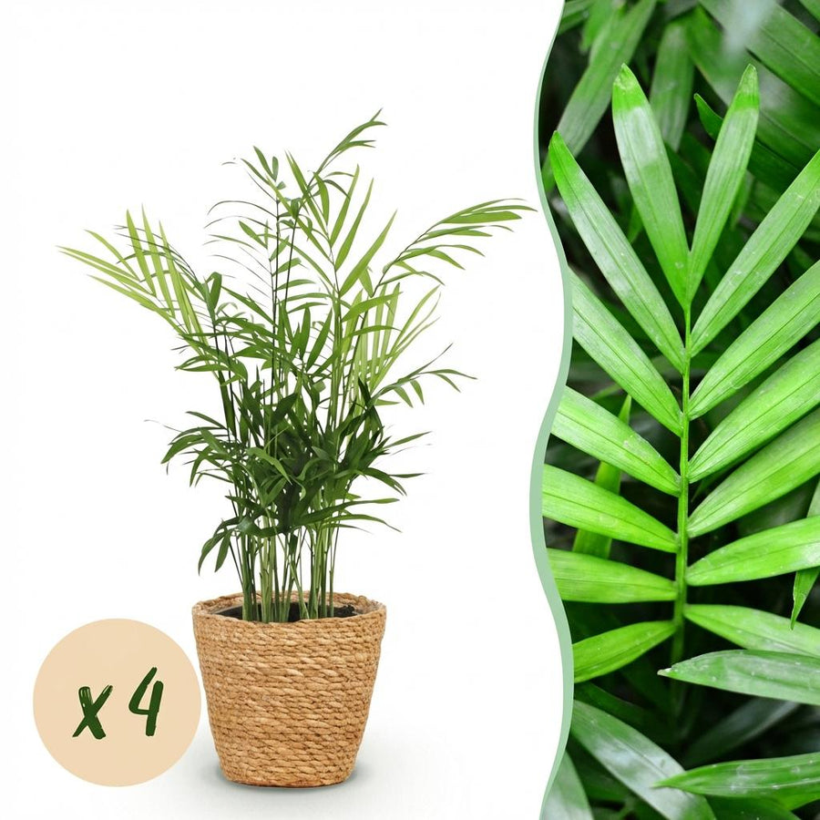 Houseplant - Chamaedorea elegans - Gold Palm - Pet-Friendly Plant - Green - 4 Plants - with Basket - Pot 12cm - Height 15cm