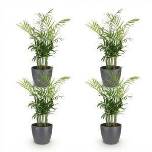 Houseplant - Chamaedorea elegans - Gold Palm - Pet-Friendly Plant - Green - 4 Plants - with Potter Grey - Pot 12cm - Height 15cm