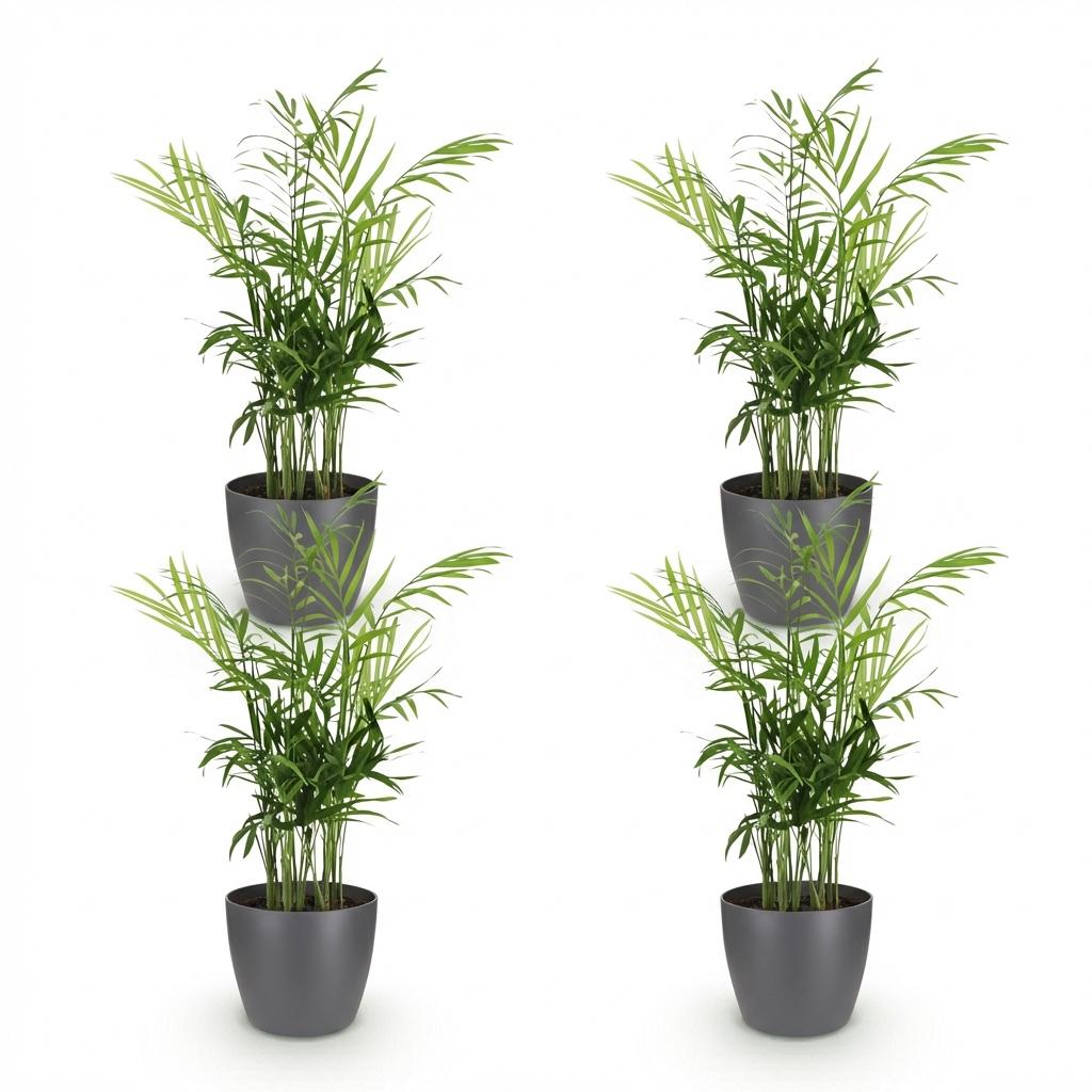 Houseplant - Chamaedorea elegans - Gold Palm - Pet-Friendly Plant - Green - 4 Plants - with Potter Grey - Pot 12cm - Height 15cm