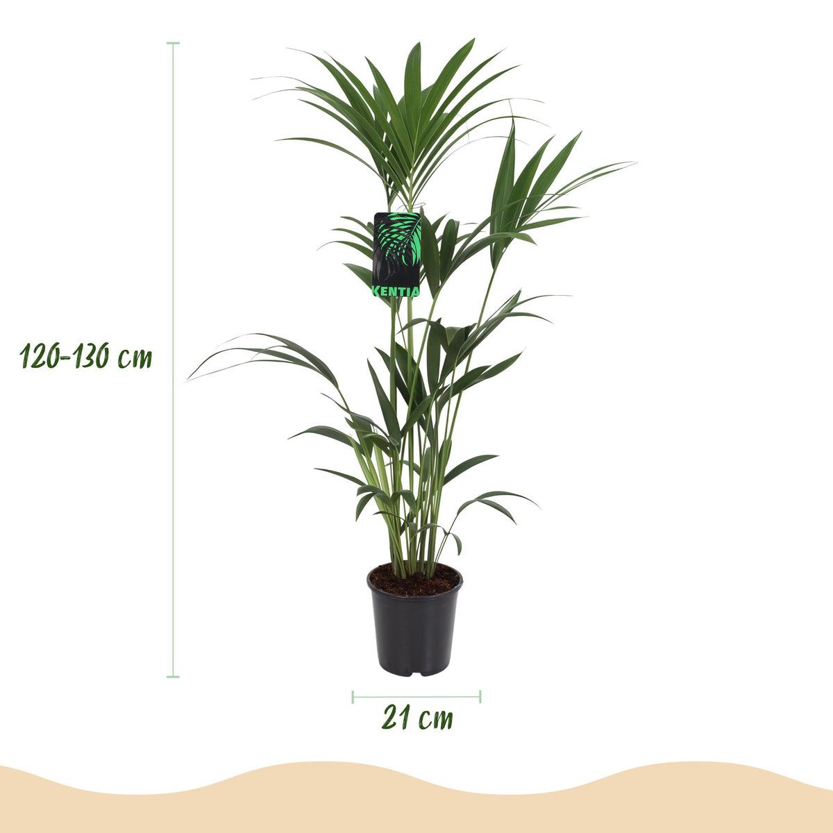 Houseplant - Howea Forsteriana - Kentia Palm - Low Maintenance - Green - 1 Plant - with Basket - Pot 21cm - Height 120-130cm