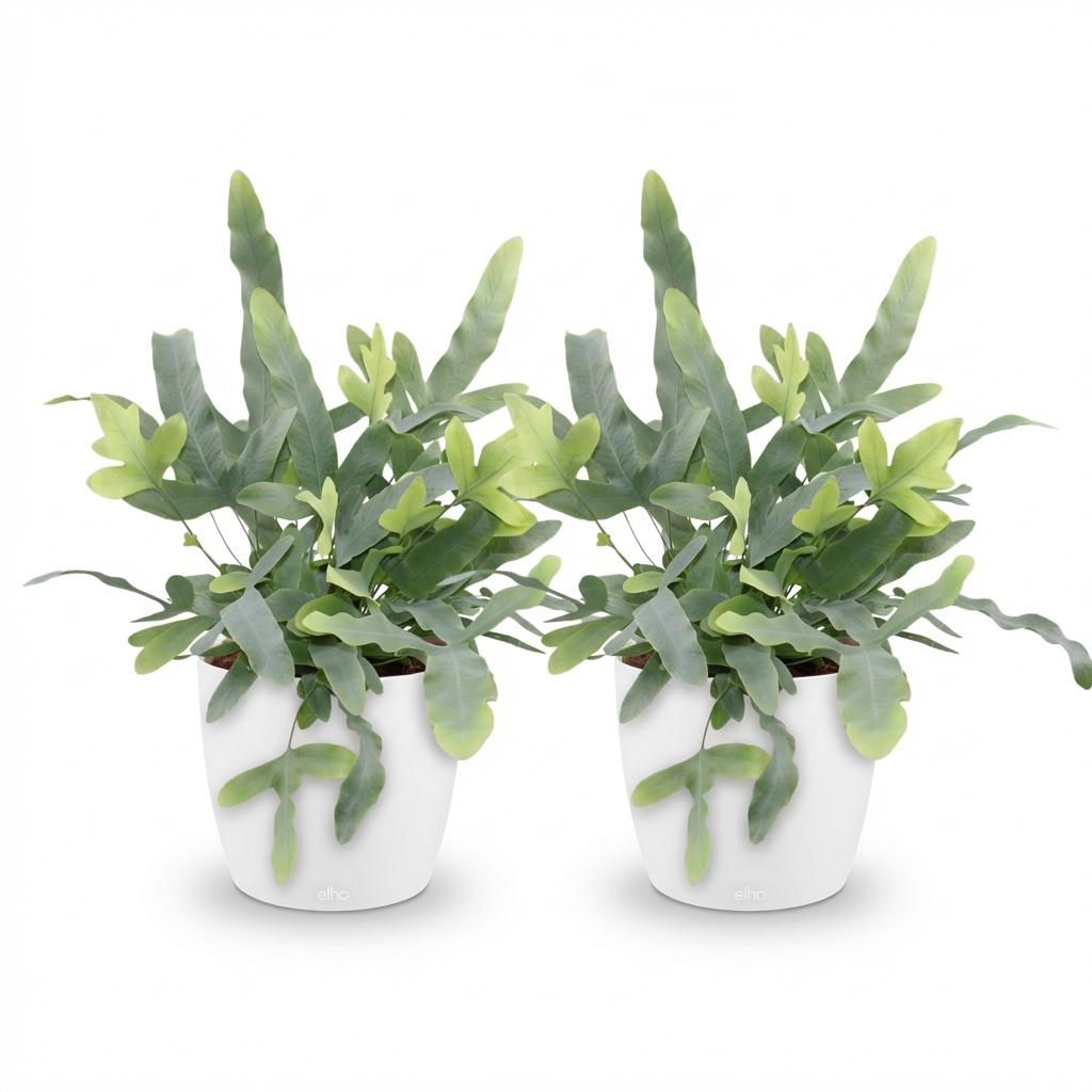 Houseplant - Phlebodium aureum Blue Star - Blue Fern - Pet-Friendly Plant - Blue - 2 Plants - with Potter White - Pot 12cm - Height 25cm