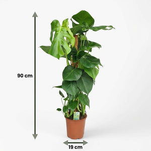 Houseplant - Swiss Cheese Plant - Monstera Deliciosa Moss Pole - Green - Low Maintenance - 1 Plant - Pot 19cm - Height 90cm