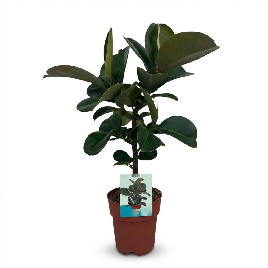 Indoor Plant - Rubber Plant - Ficus Elastica Cloe - Green - Low Maintenance - 1 Plant - Pot 19cm - Height 65cm